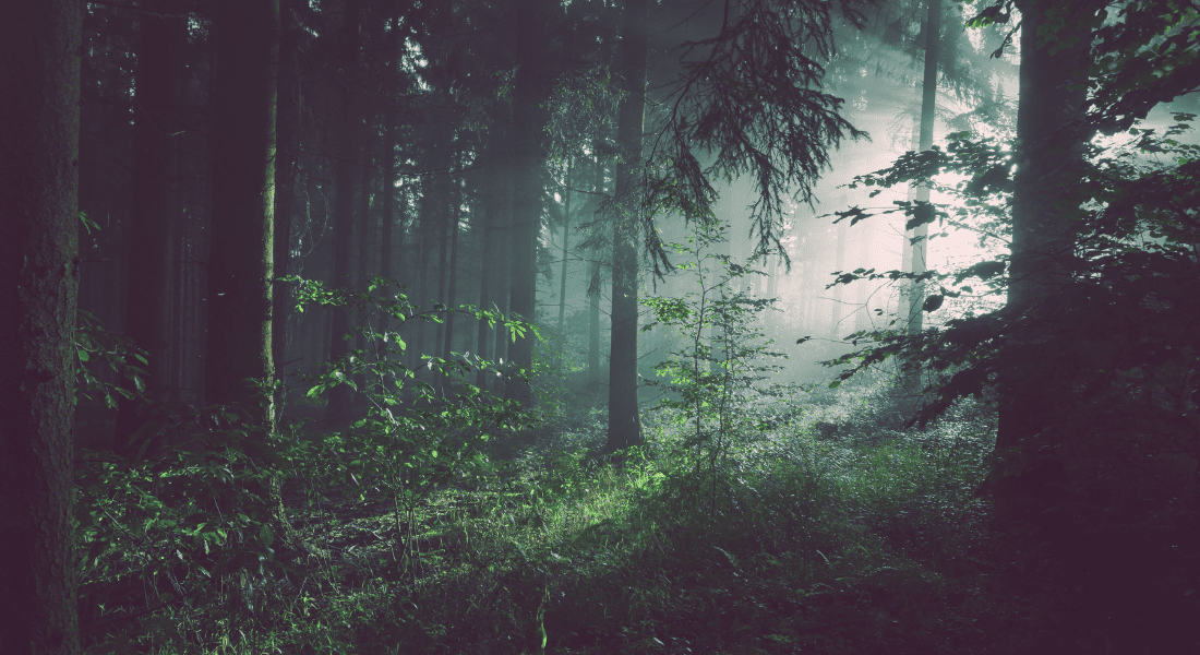 Foret