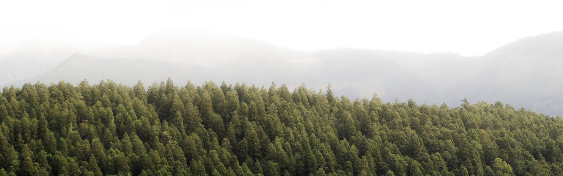 forest landscape
